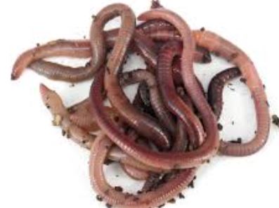 Dendrobaena Worms 100g | Live Feeders