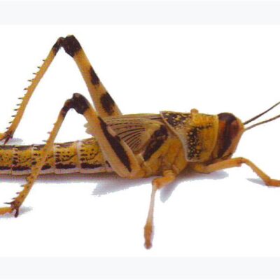 Standard/Large Locust | Live Feeders