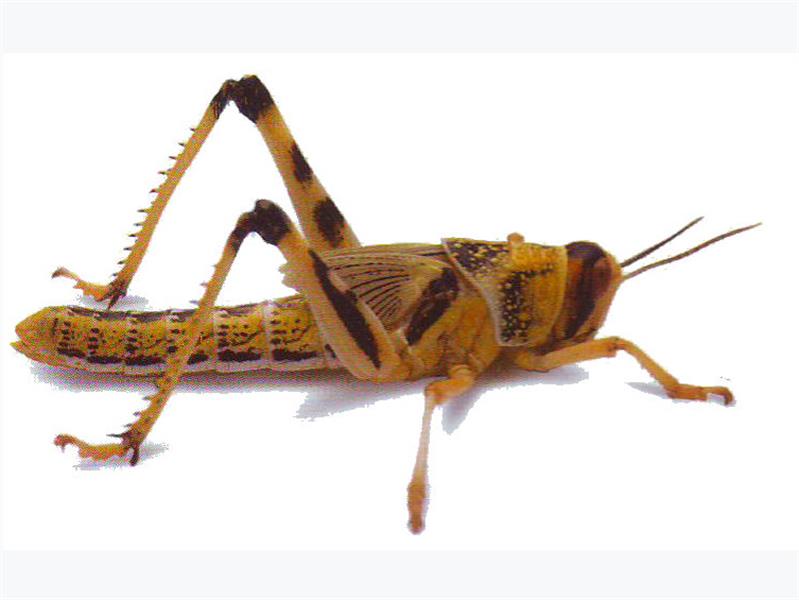 Standard/Large Locust | Live Feeders