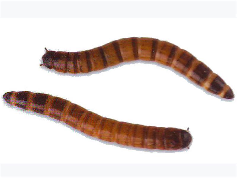 Morio Worms | Live Feeders