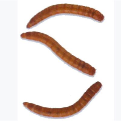 Meal Worms | Live Feeders