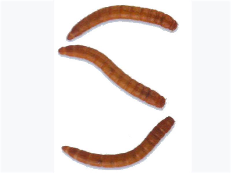 Meal Worms | Live Feeders
