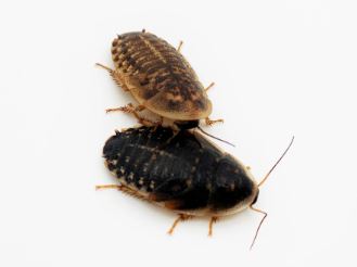 Dubia Roaches Medium | Live Feeders