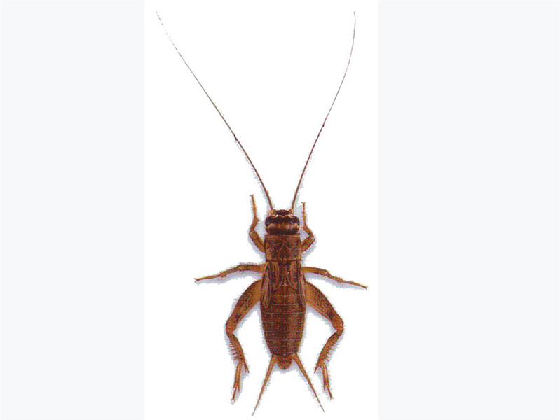 Med-Small (3rd) Silent Brown Crickets | Live Feeders