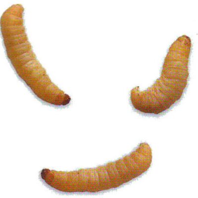 Wax Worms | Live Feeders