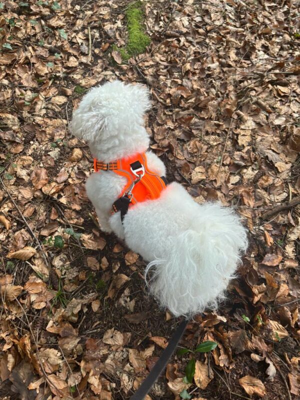 tail-up-harness-orange-bella
