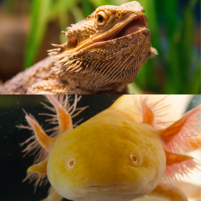 Reptile, Amphibian & Invertebrate